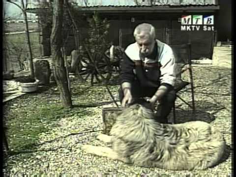 Sharplaninec - Macedonian shepherd dog